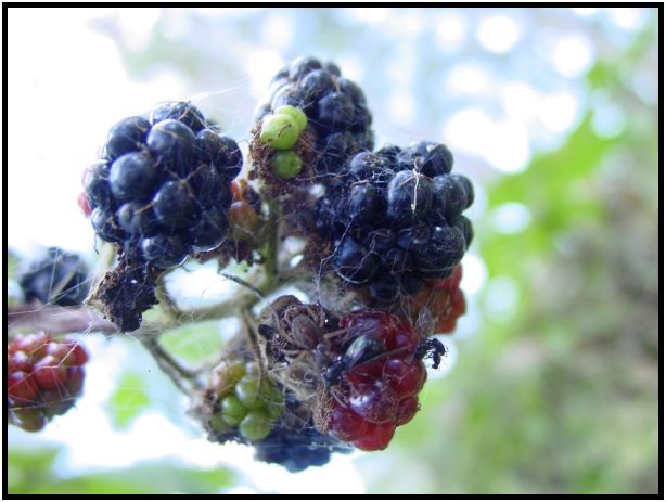 flora: berry: blackberry : s-dsc015848.jpg