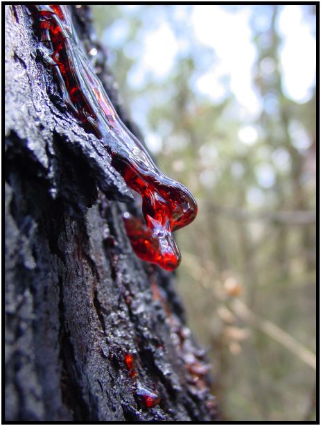 place: Australia: Victoria: Tremont Forest : s-dsc015855.jpg