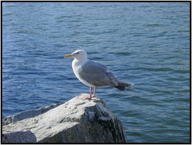 bird: sea gull : s-dsc016898.jpg