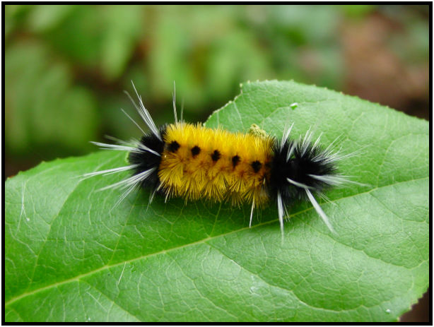 insect: caterpillar : s-dsc018137.jpg