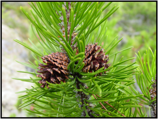 flora: tree: needle : s-dsc018152.jpg