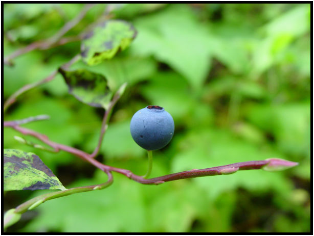 flora: berry: blueberry : s-dsc018167.jpg