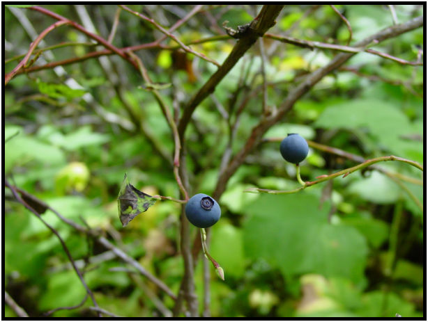 flora: berry: blueberry : s-dsc018169.jpg