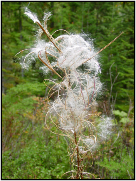flora: seed: unknown seed : s-dsc018170.jpg