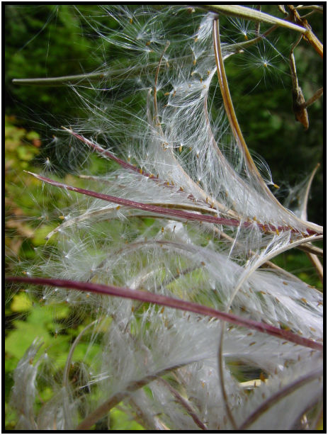 flora: seed: unknown seed : s-dsc018177.jpg