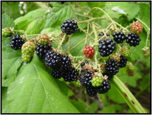 flora: berry: blackberry : s-dsc017712.jpg