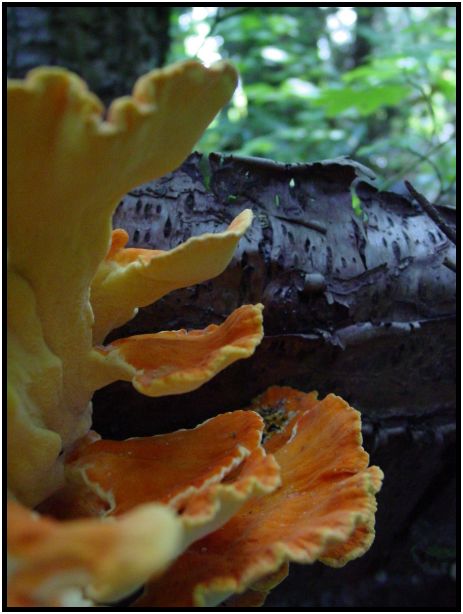 place: Canada: British Columbia: Vancouver: Pacific Spirit Regional Park : s-dsc017910.jpg