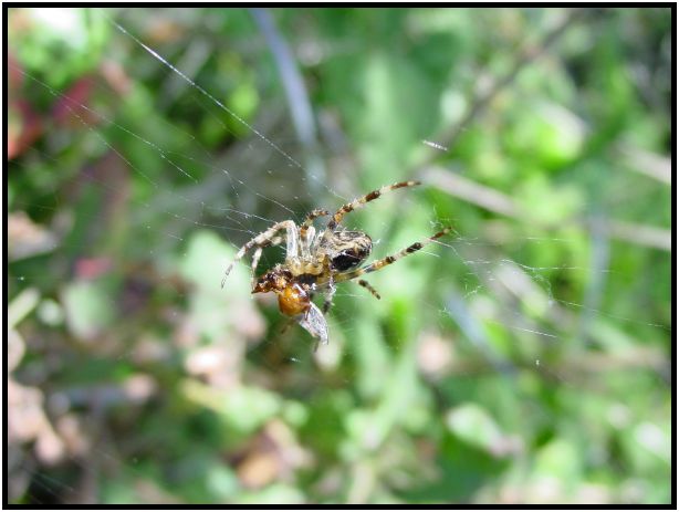 insect: spider : s-dsc017925.jpg