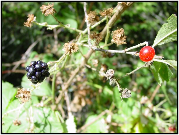 flora: berry: blackberry : s-dsc017926.jpg