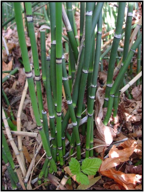 flora: bush: horsetail : s-dsc017951.jpg
