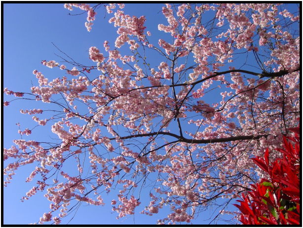 flora: flower: unknown flower : s-dsc019016.jpg