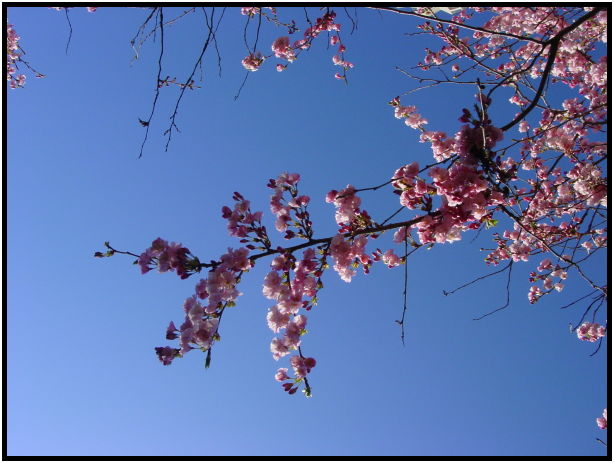 flora: flower: unknown flower : s-dsc019018.jpg