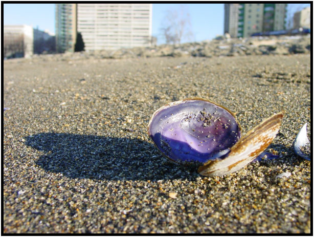 site: water: beach : s-dsc018464.jpg