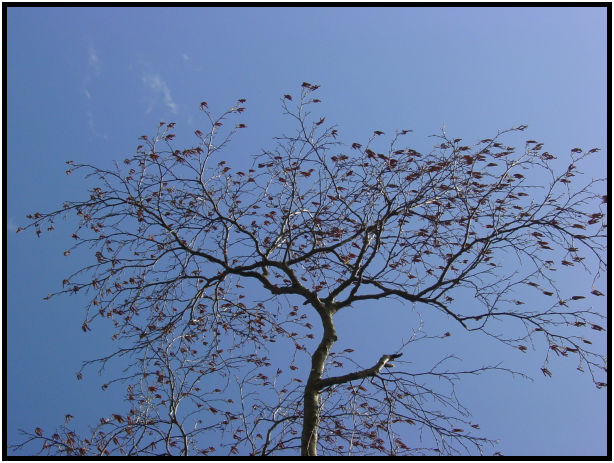flora: tree: unknown tree : s-dsc018940.jpg