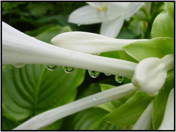 site: water: water droplet : s-dsc017988.jpg