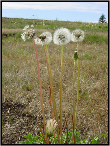 flora: flower: dandy lion : s-dsc018008.jpg