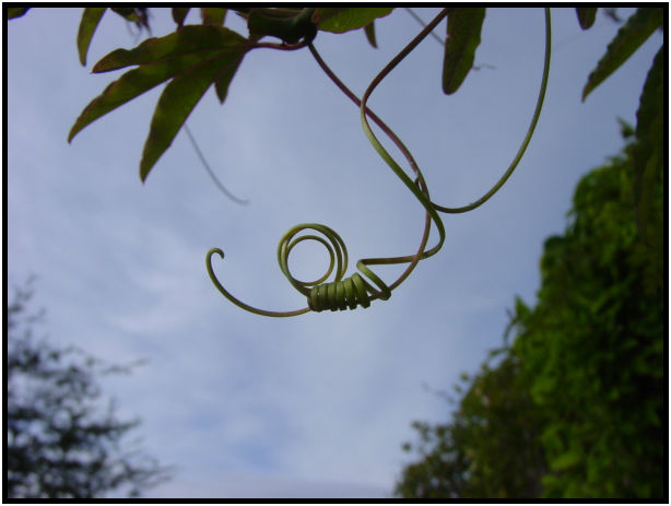 flora: leaf : s-dsc018038.jpg