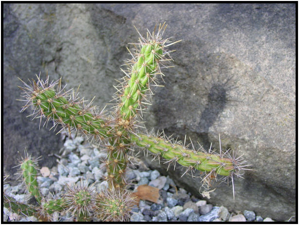flora: cactus: cactus unknown : s-dsc018047.jpg