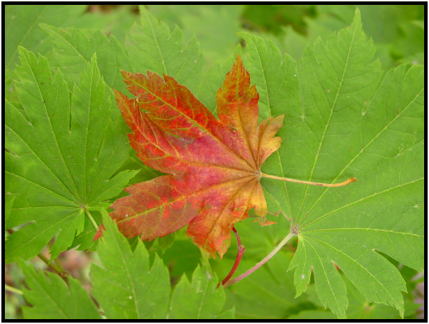 flora: leaf : s-dsc018074.jpg