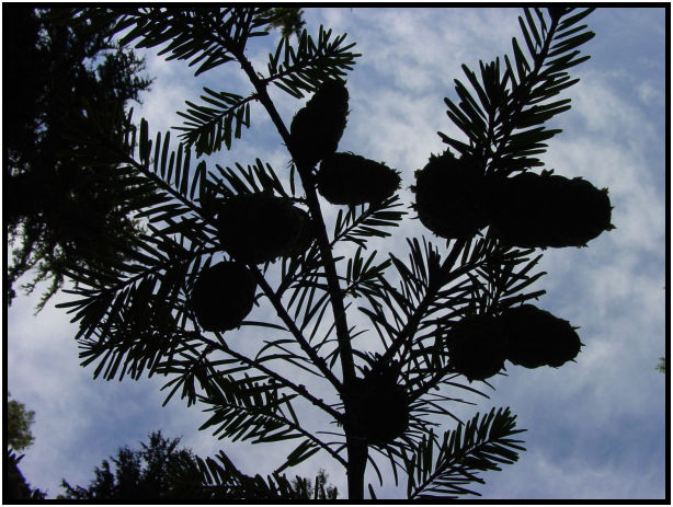 flora: tree: cone : s-dsc018079.jpg