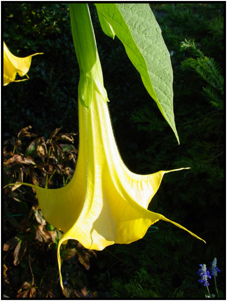 flora: flower: unknown flower : s-dsc018084.jpg