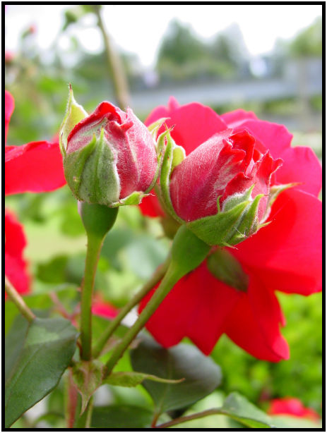 place: Canada: British Columbia: Vancouver: UBC Rose Garden : s-dsc017975.jpg