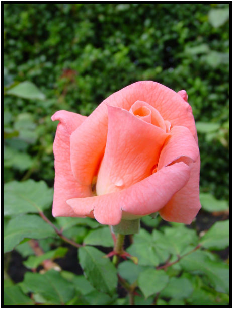 place: Canada: British Columbia: Vancouver: UBC Rose Garden : s-dsc017977.jpg