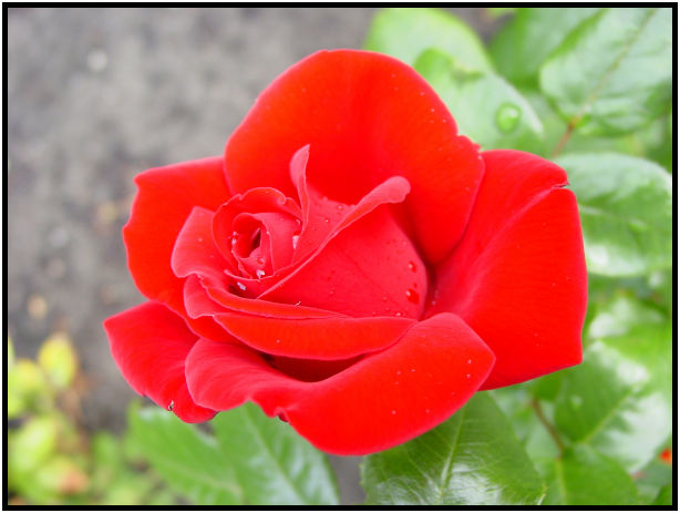 place: Canada: British Columbia: Vancouver: UBC Rose Garden : s-dsc017982.jpg
