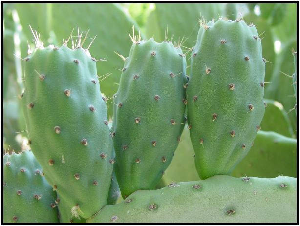 flora: cactus: cactus nopales : s-dsc017261.jpg