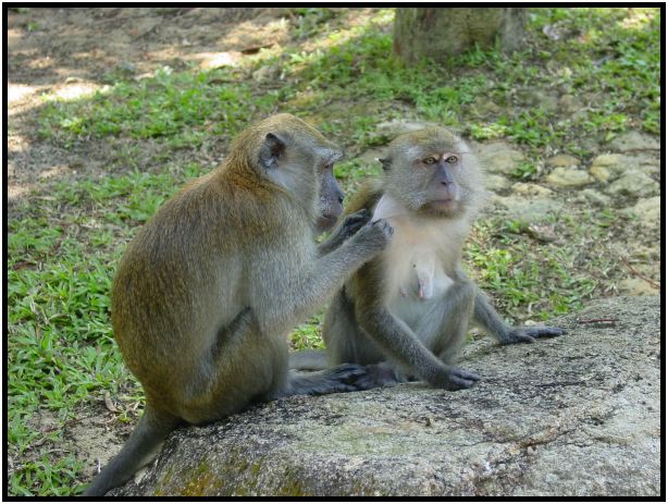 animal: monkey : s-dsc016776.jpg