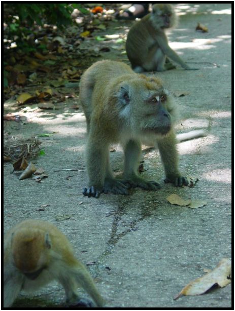 animal: monkey : s-dsc016803.jpg
