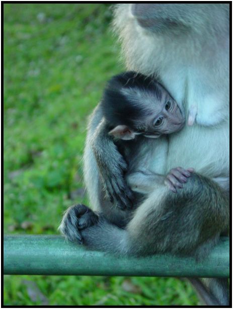 animal: monkey : s-dsc016876.jpg