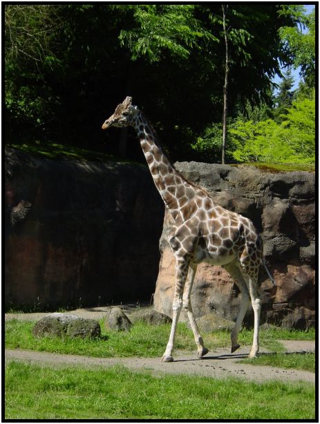 place: USA: Oregon: Portland: Portland Zoo : s-dsc017182.jpg