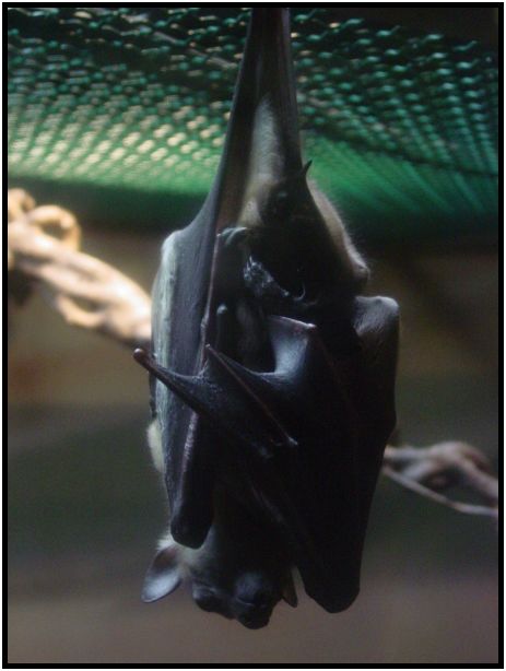 animal: bat : s-dsc017195.jpg