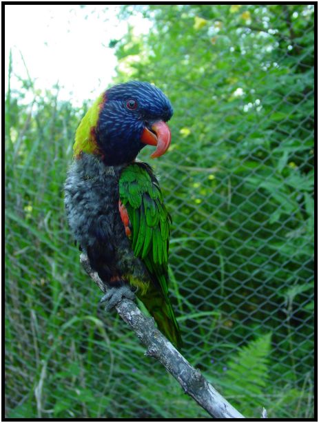 bird: parrot : s-dsc017228.jpg