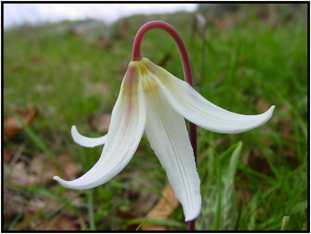 flora: flower: unknown flower : s-dsc029088.jpg
