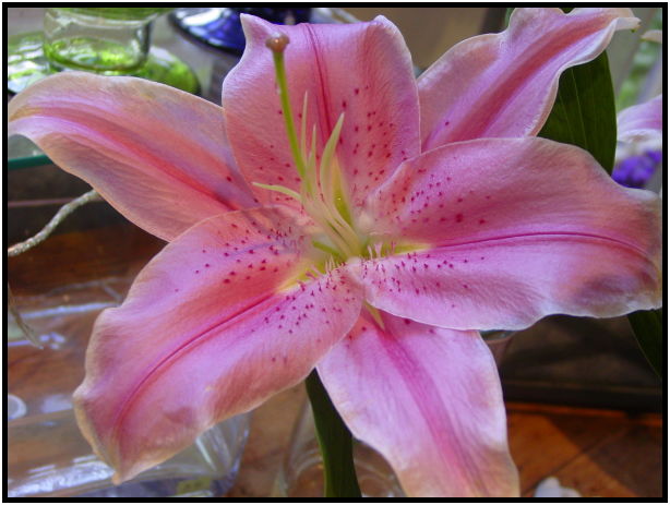 flora: flower: unknown flower : s-dsc029151.jpg