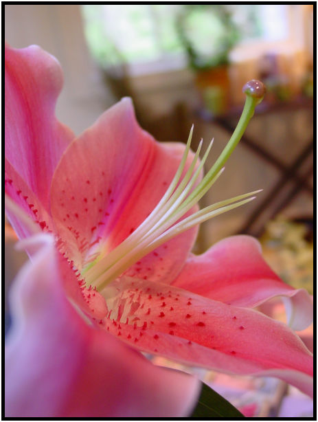 flora: flower: unknown flower : s-dsc029152.jpg