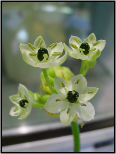 flora: flower: unknown flower : s-dsc029159.jpg