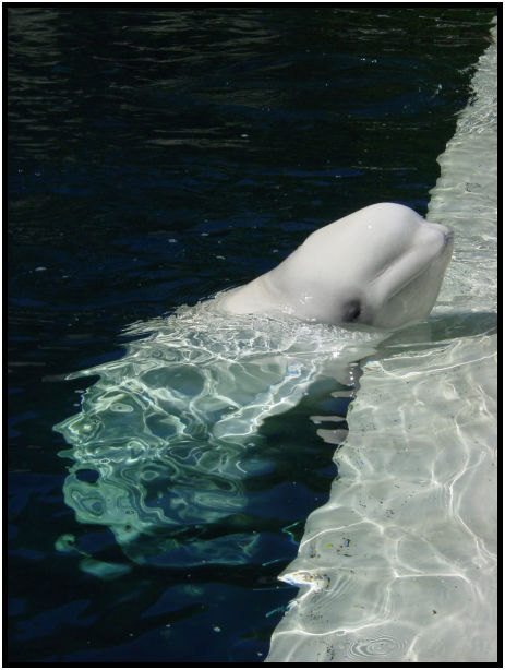 place: Canada: British Columbia: Vancouver: Aquarium : s-dsc010037.jpg