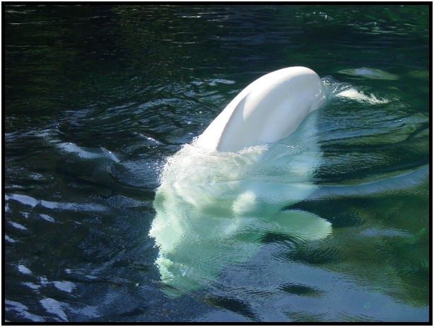 animal: white whale : s-dsc010040.jpg