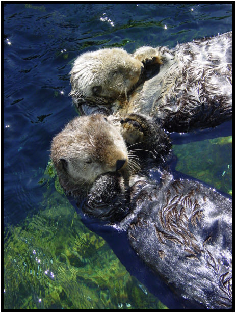 place: Canada: British Columbia: Vancouver: Aquarium : s-dsc010060.jpg