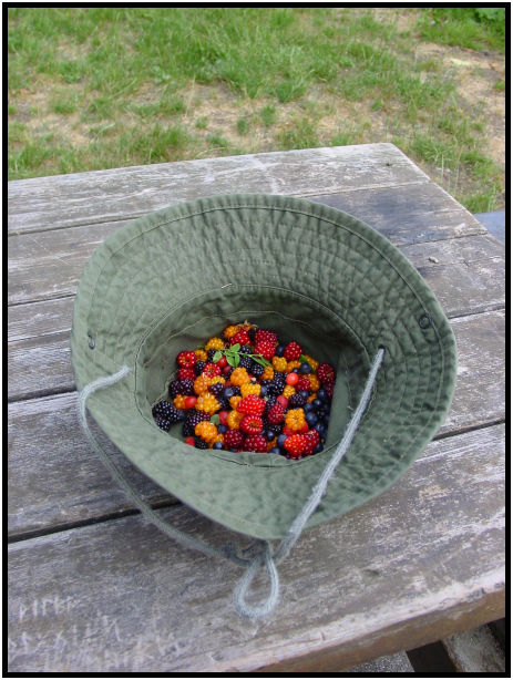 flora: berry: blackberry : s-dsc020414.jpg