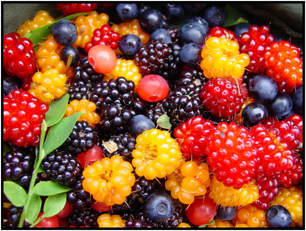 flora: berry: blackberry : s-dsc020418.jpg