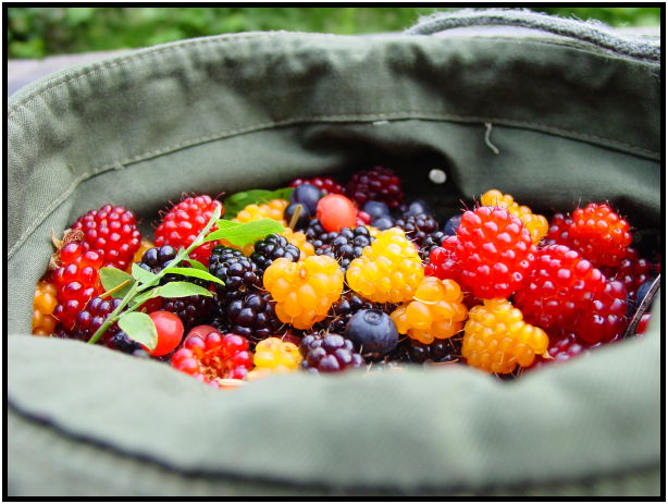 flora: berry: blackberry : s-dsc020419.jpg