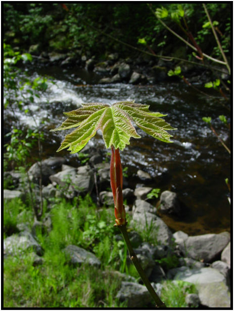 flora: tree: maple tree : s-dsc019864.jpg