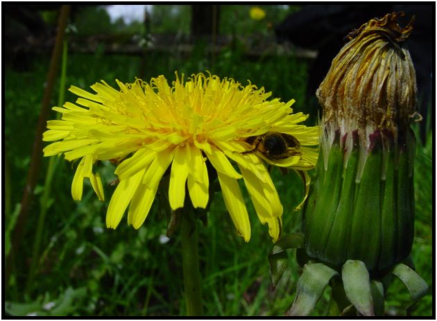 flora: flower: dandy lion : s-dsc019894.jpg