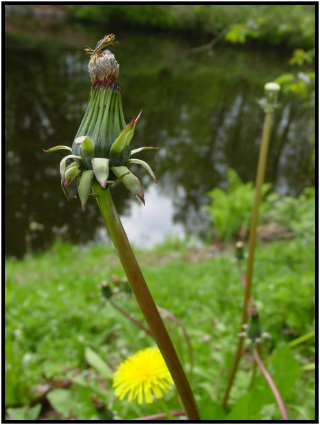 flora: flower: dandy lion : s-dsc019903.jpg