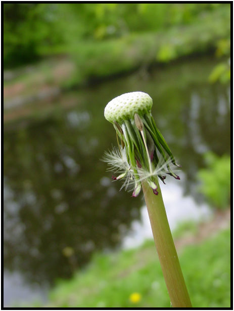 flora: flower: dandy lion : s-dsc019905.jpg