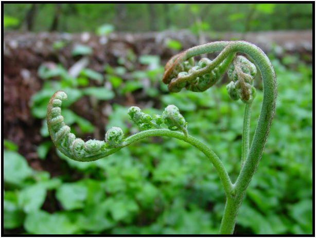 flora: bush: fern : s-dsc019913.jpg